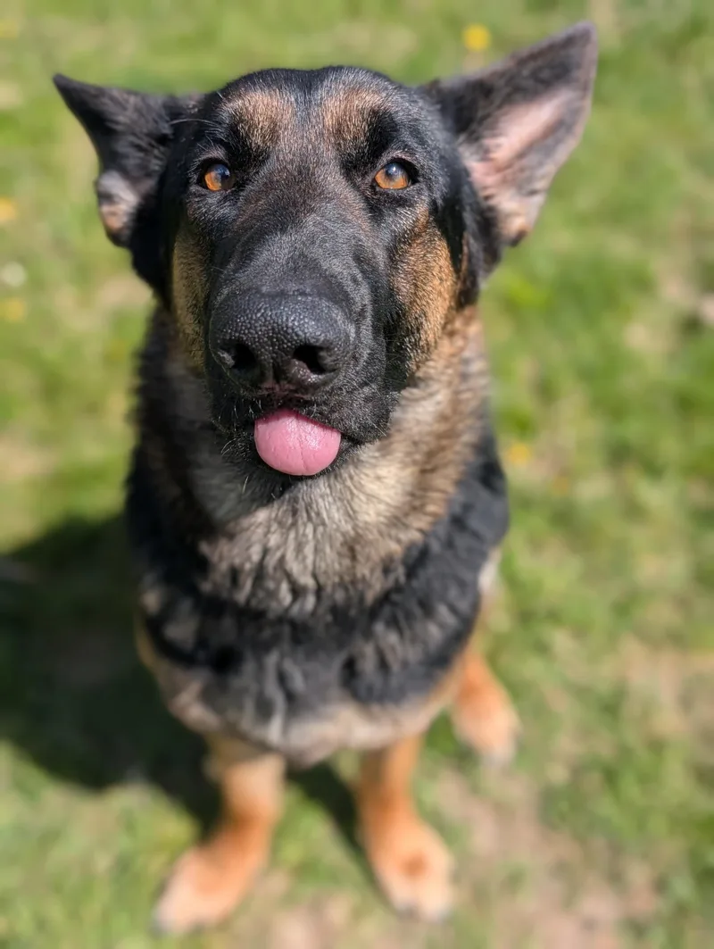 An adult large-sized female Black German Shepherd Dog dog named Kelly for adoption in Cedar Rapids, IA