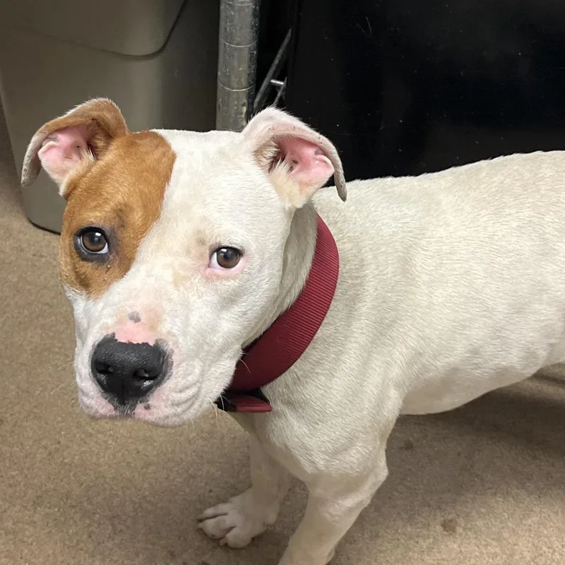 An adult medium-sized male White / Cream Mixed Breed dog named Ridge for adoption in Chattanooga, TN