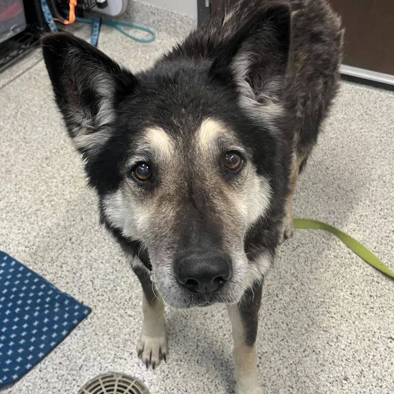 A senior medium-sized male Black Shepherd dog named Manny for adoption in Oak Park, IL