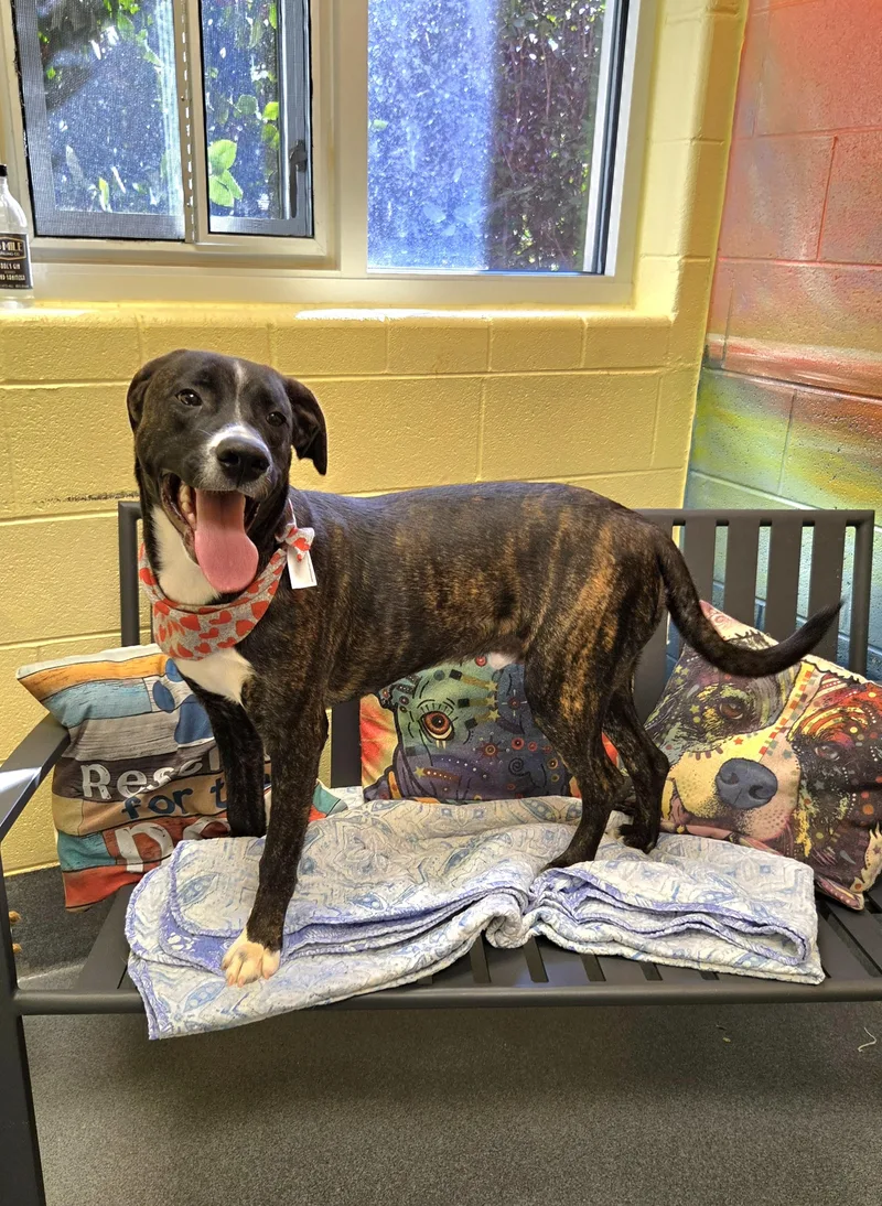 A young medium-sized male Brindle Hound dog named Little Baby for adoption in Amherst, VA