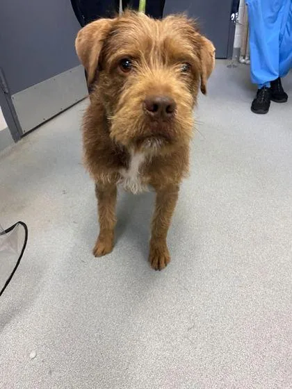 An adult medium-sized male Mixed Breed dog named Stringbean for adoption in Spruce Pine, NC