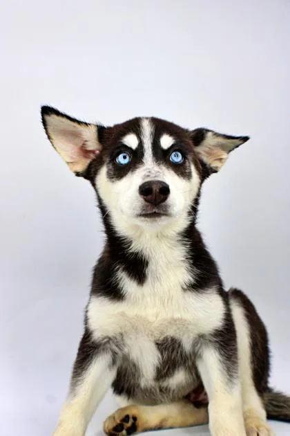 A baby large-sized female Siberian Husky dog named Juniper for adoption in Morton Grove, IL