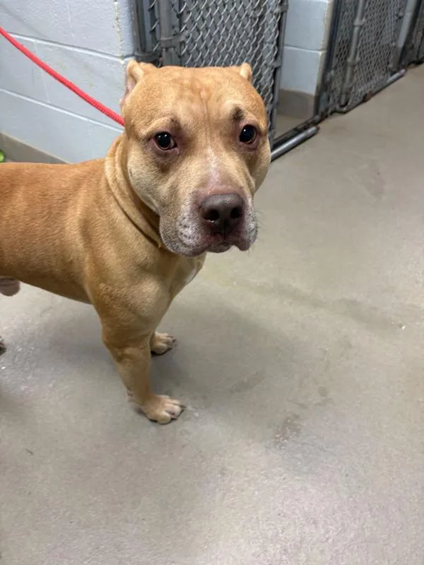 An adult large-sized male Pit Bull Terrier dog named Bruno for adoption in Millersville, MD