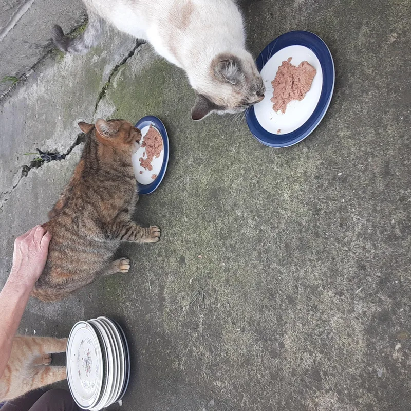 Mystic & Star thumbnail 2