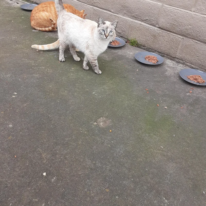 Mystic & Star thumbnail 3