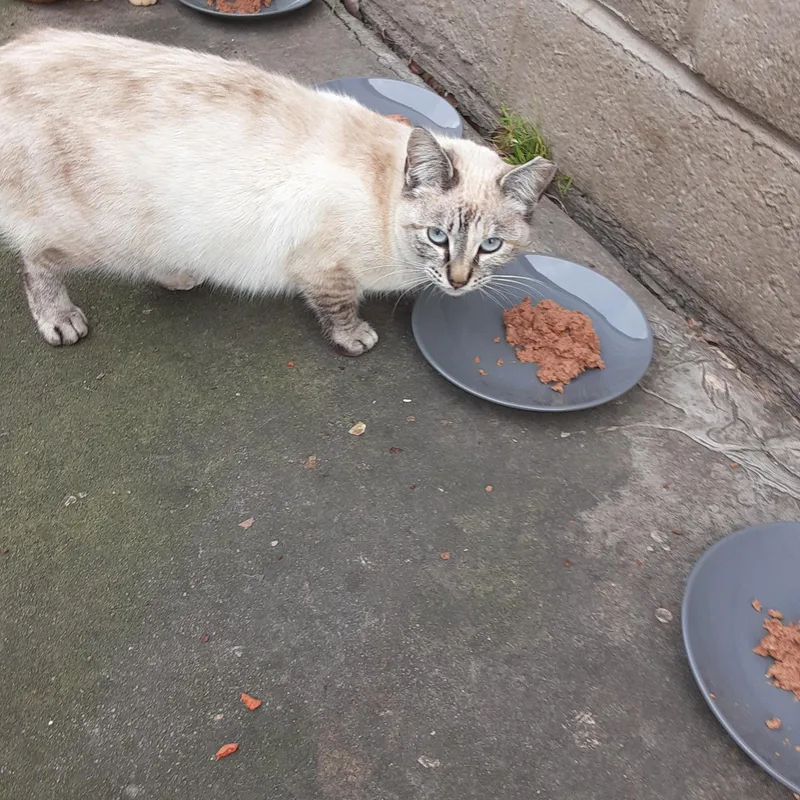 Mystic & Star thumbnail 4