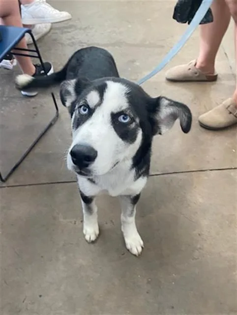 A baby large-sized female Mixed Breed dog named Jewel for adoption in Dallas, TX