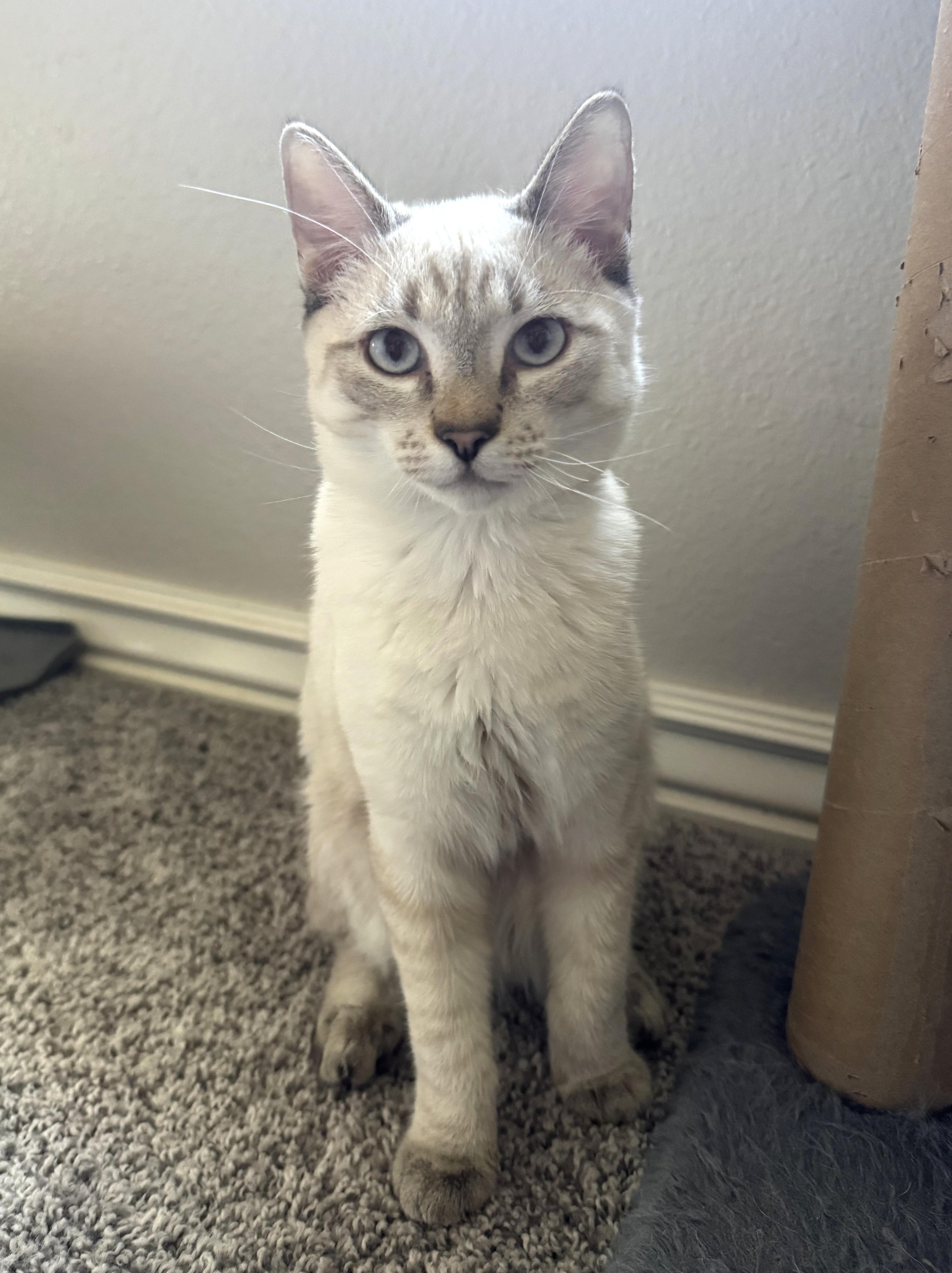 An adult medium-sized male Siamese cat named Willie for adoption in Bentonville, AR