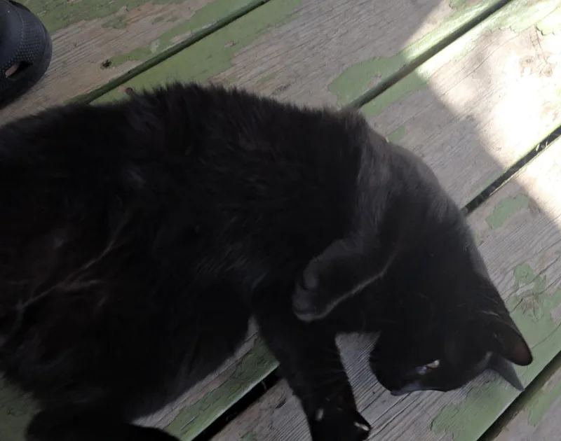 A young medium-sized male Domestic Short Hair cat named Cohen for adoption in Auburn, IN