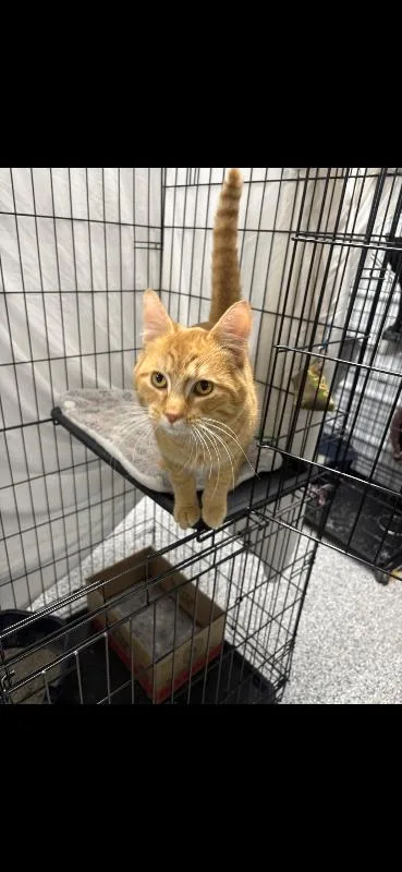 An adult small-sized male Orange / Red Domestic Short Hair cat named Mango Fox for adoption in Cincinnati, OH
