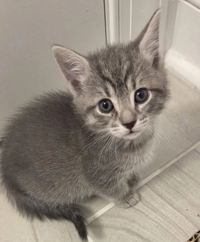 A baby small-sized female Domestic Short Hair cat named Lola for adoption in Pittsboro, NC