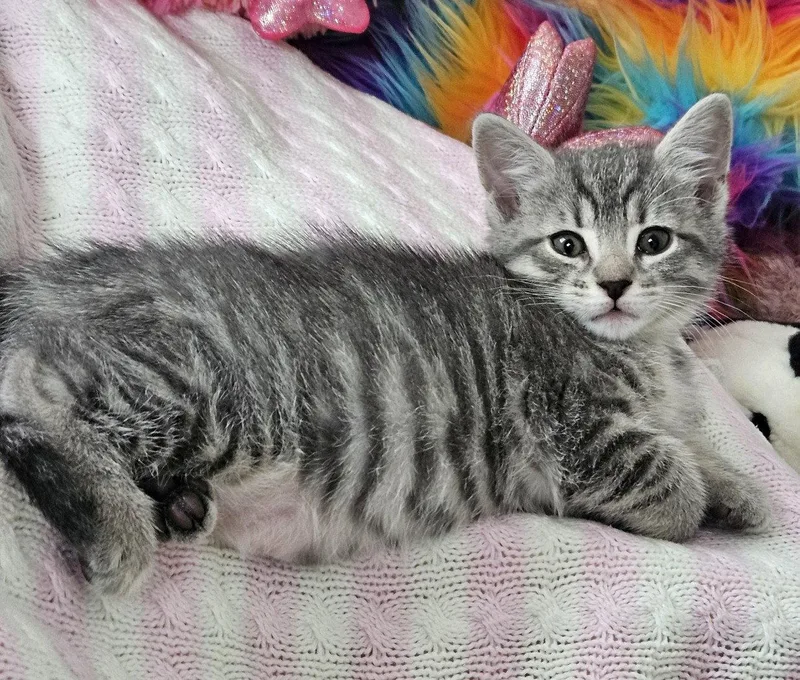 Lola thumbnail 2