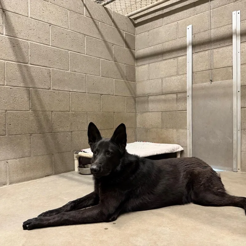 An adult large-sized male Black German Shepherd Dog dog named Dempsey for adoption in Yuma, AZ