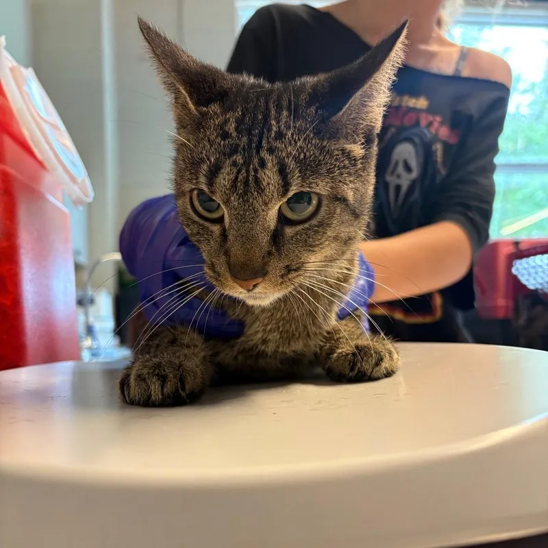 An adult medium-sized female Black Domestic Short Hair cat named Ashley for adoption in Huntington, WV