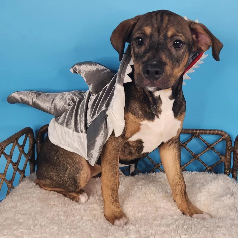 A baby medium-sized female Brown / Chocolate Mixed Breed dog named Whale Shark for adoption in Fort Wayne, IN