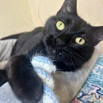 Biscotti