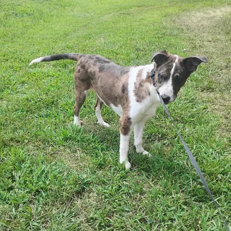 A young small-sized female Gray / Blue / Silver Catahoula Leopard Dog dog named Rosie for adoption in Hohenwald, TN