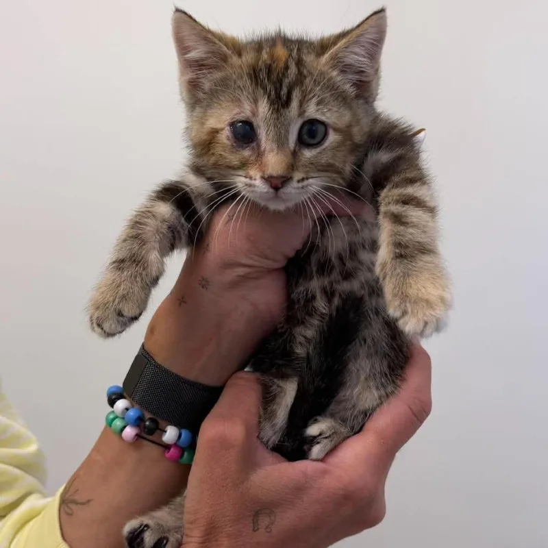 A baby small-sized female Torbie Domestic Short Hair cat named Maple Mitchell for adoption in Eagle Mountain, UT