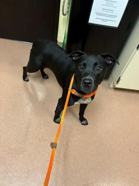 A young medium-sized female Labrador Retriever dog named Pepper for adoption in Cookeville, TN