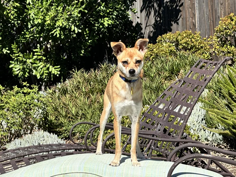 An adult small-sized female Red / Chestnut / Orange Chiweenie dog named Penny Lane for adoption in Topanga, CA