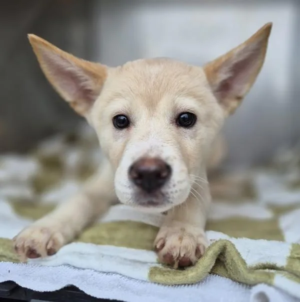 A baby small-sized male Labrador Retriever dog named Pen Atlas for adoption in Lawrenceville, GA