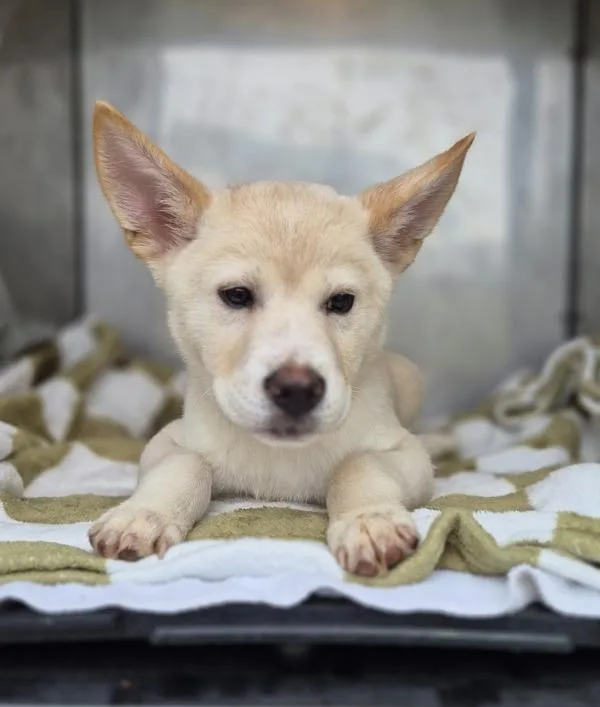 Pen  Atlas thumbnail 3