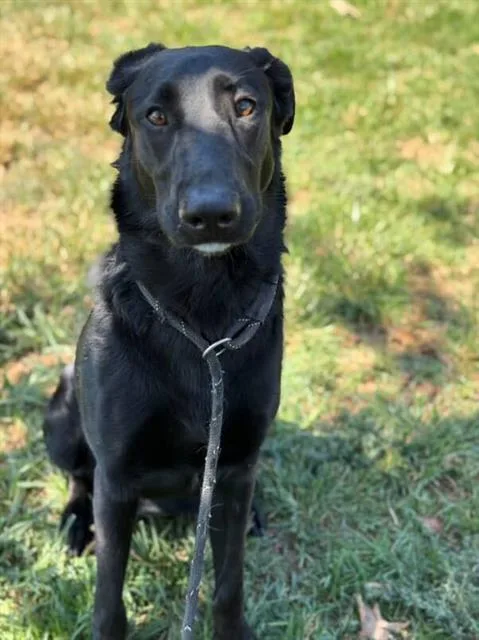A young large-sized female German Shepherd Dog dog named Wednesday for adoption in Riverside, CA