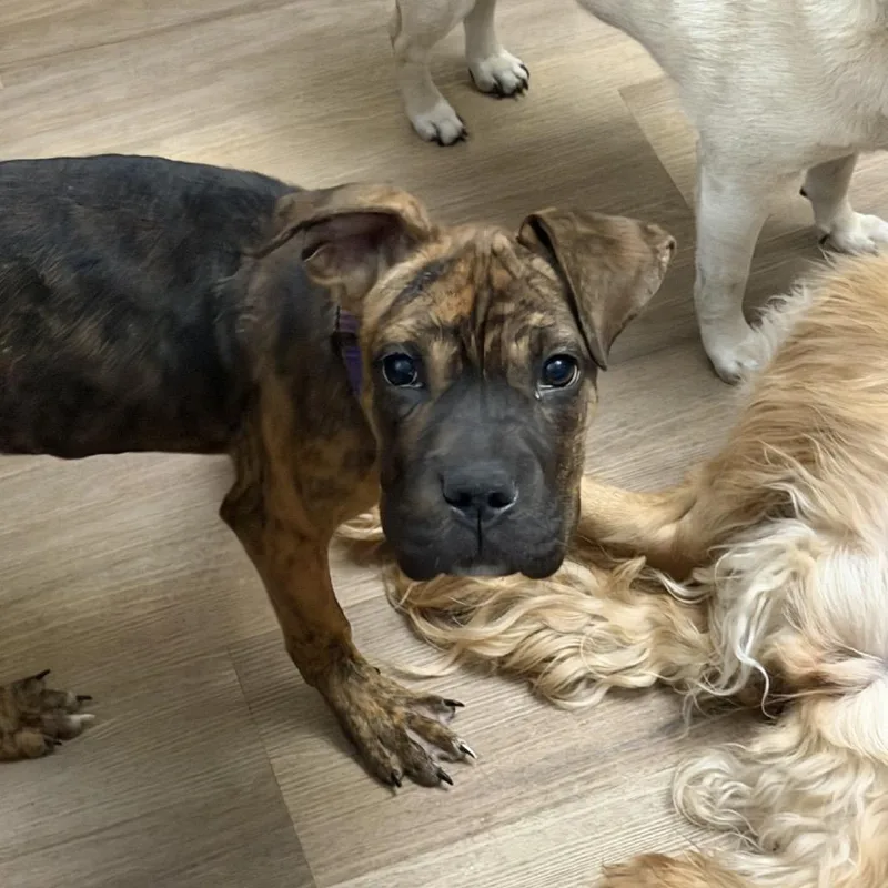 A young small-sized female Boxer dog named Moxie for adoption in Buffalo, MN