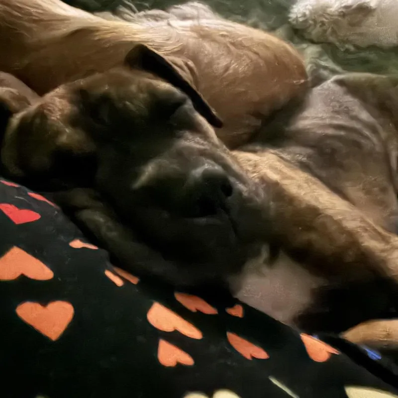 Moxie thumbnail 2
