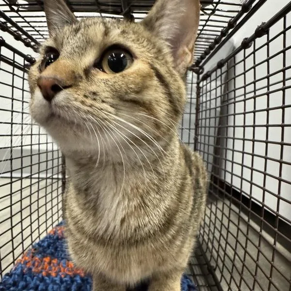 A young medium-sized female Domestic Short Hair cat named Miley for adoption in Des Moines, IA