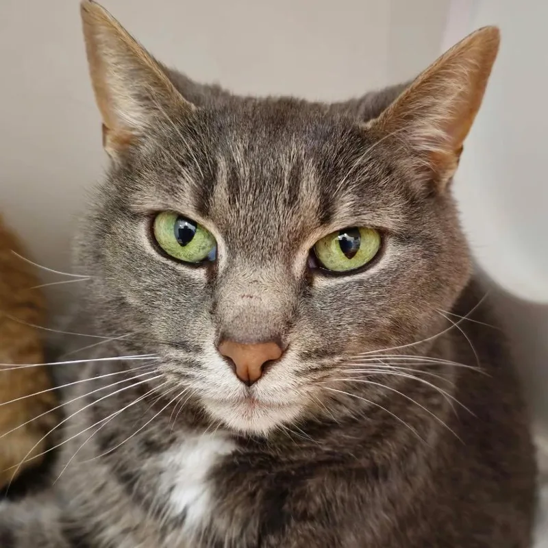 A senior large-sized female Domestic Short Hair cat named Sheila for adoption in Cumming, GA