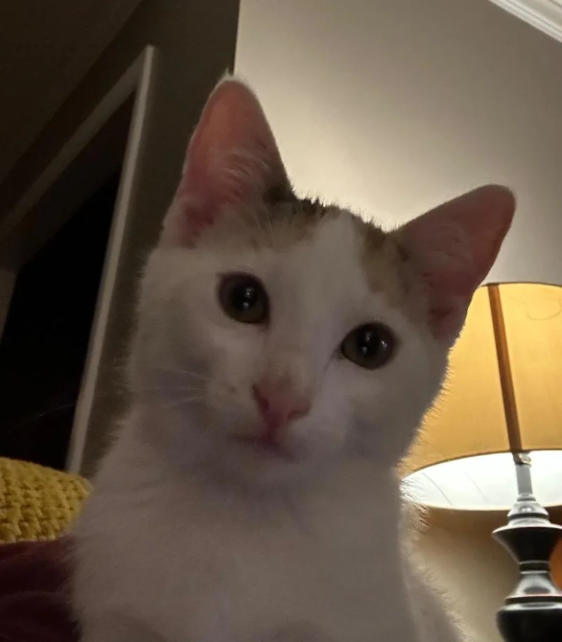 A baby small-sized female American Shorthair cat named Ruby for adoption in Darien, GA