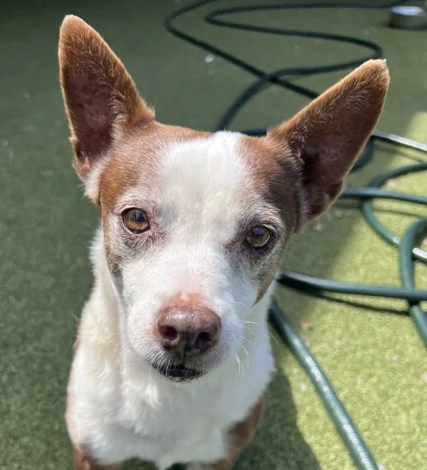 A senior small-sized male Chihuahua dog named Maxwell Iii for adoption in El Cajon, CA