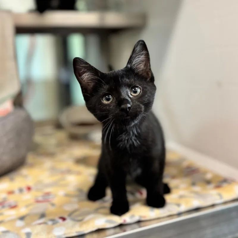 A baby small-sized female Black Domestic Short Hair cat named Butter for adoption in Nashville, IN