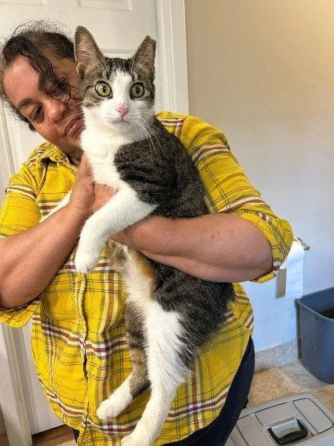 A young large-sized female Manx cat named Ms. Maxie the Manx for adoption in Atlanta, GA
