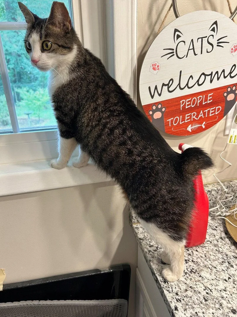 Ms. Maxie the Manx thumbnail 2
