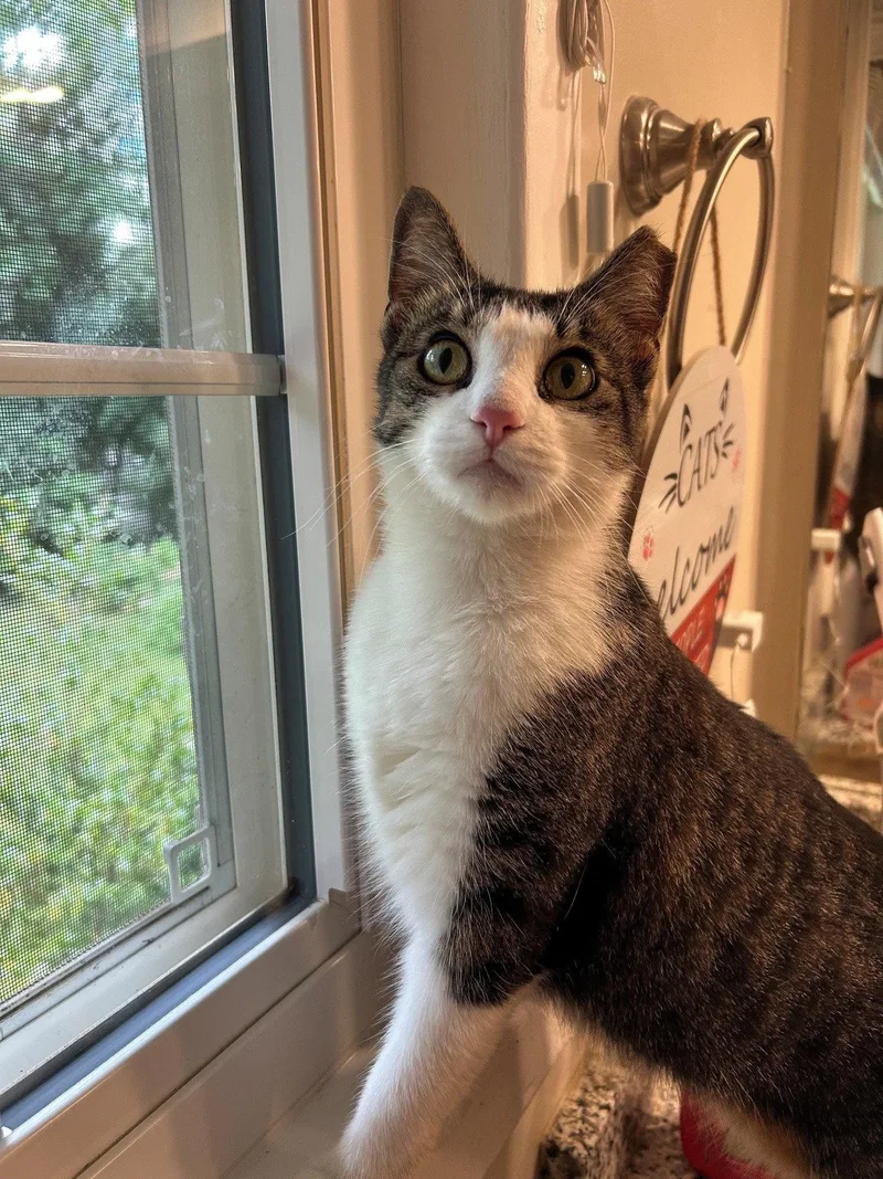 Ms. Maxie the Manx thumbnail 3