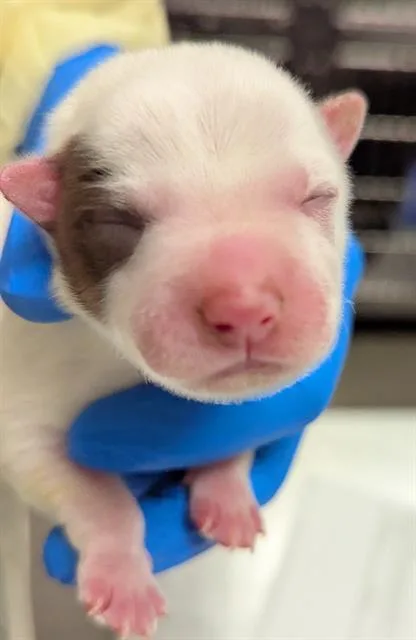 A baby small-sized male Australian Cattle Dog / Blue Heeler dog named Mini Truffle for adoption in Las Vegas, NV