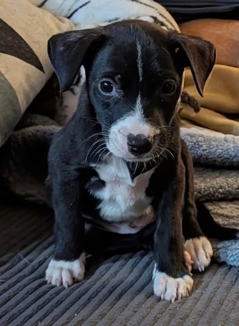 A baby medium-sized male White / Cream Mountain Cur dog named Diamond for adoption in Newfoundland, NJ