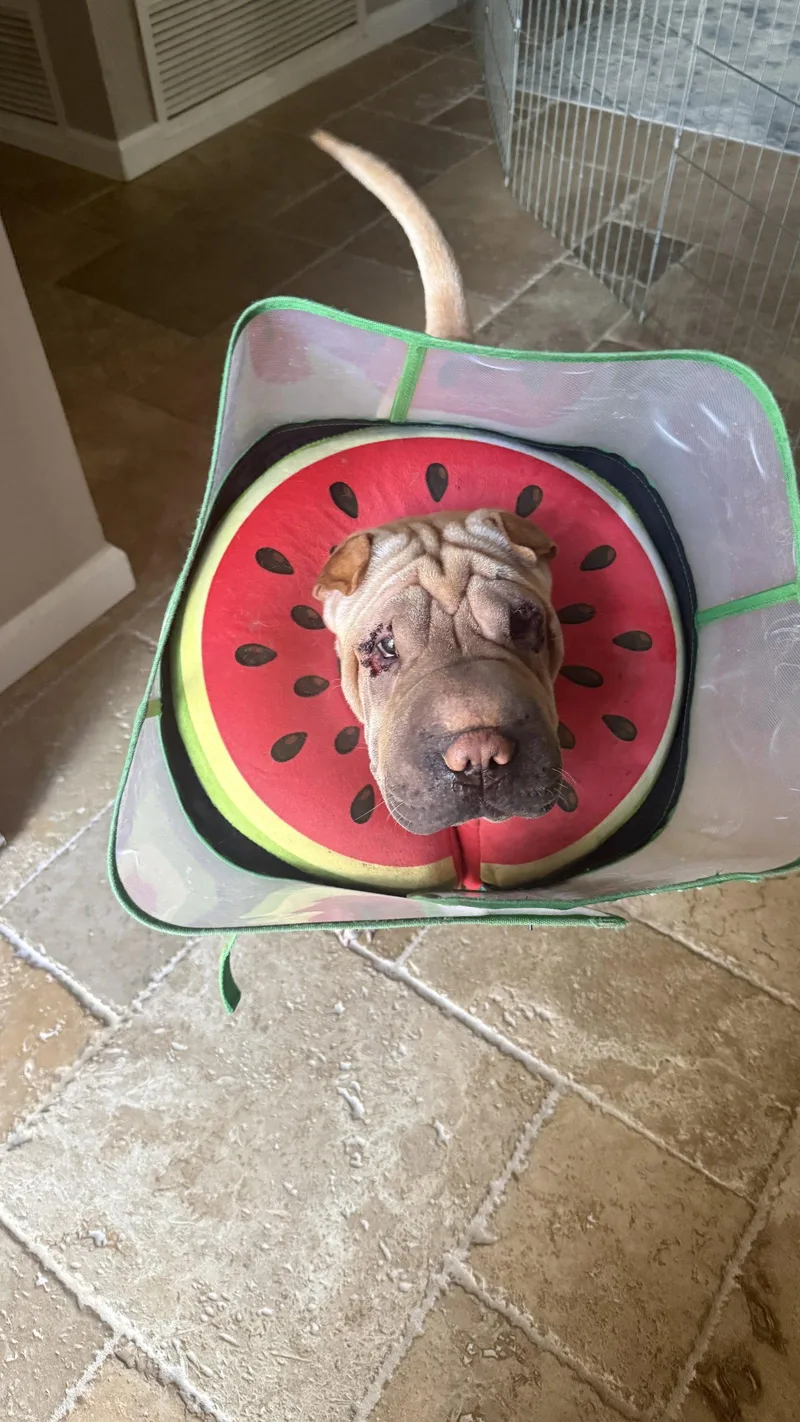 An adult medium-sized female Shar-Pei dog named Squishy for adoption in Lake Forest, CA