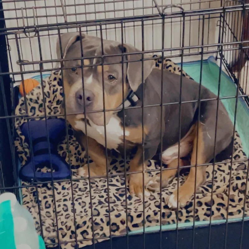 An adult extra large-sized male Brown / Chocolate Pit Bull Terrier dog named Quavo for adoption in Beaumont, TX