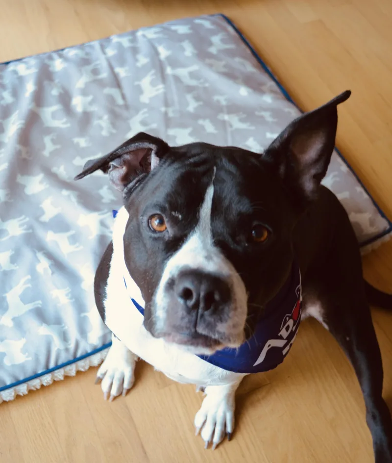 Carmella thumbnail 2