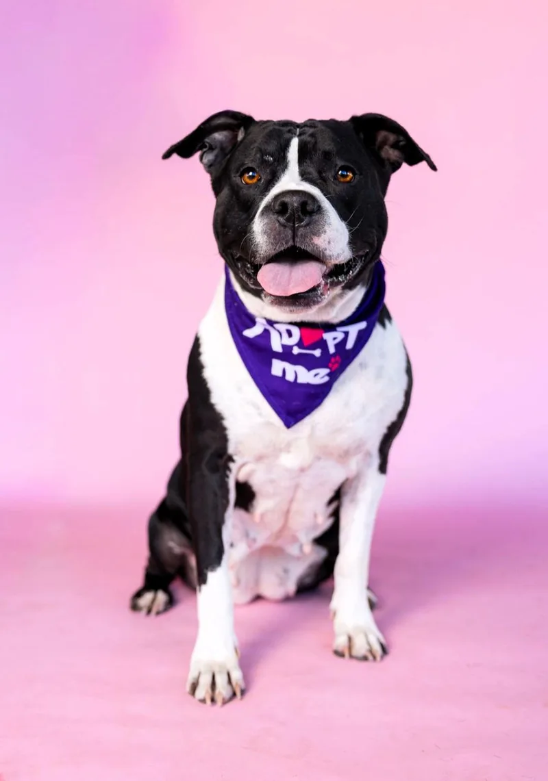 Carmella thumbnail 3