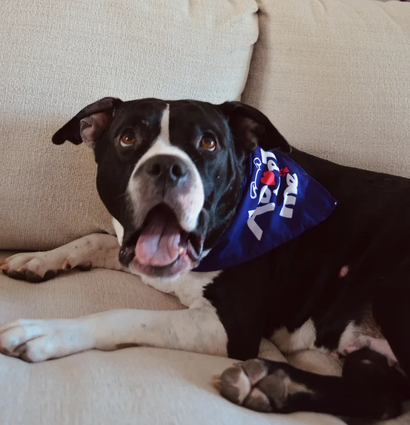 Carmella thumbnail 5