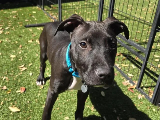 A baby small-sized male Pit Bull Terrier dog named Lil Mac for adoption in Palo Alto, CA