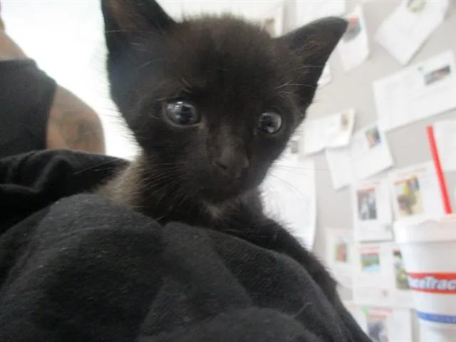 A baby small-sized male Domestic Short Hair cat named Sonny for adoption in Ocala, FL