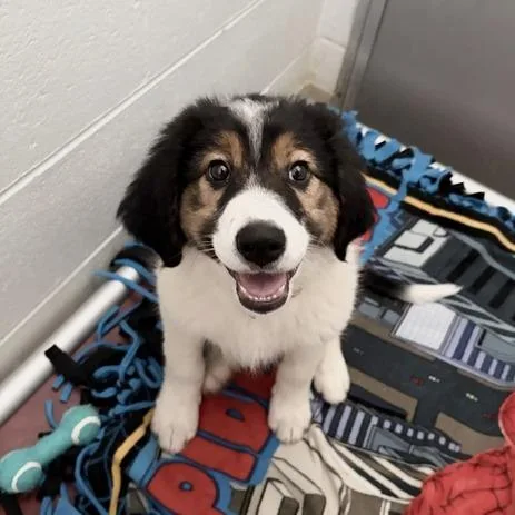 A baby small-sized male Black Great Pyrenees dog named Beethoven for adoption in Marshall, VA