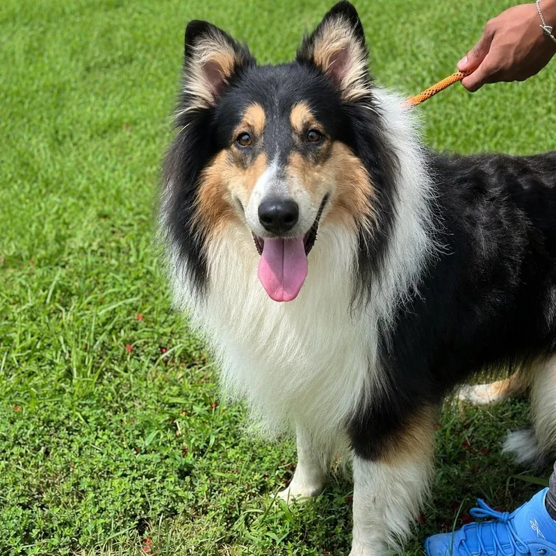 An adult large-sized male Tricolor (Brown, Black, & White) Rough Collie dog named Manny for adoption in Meherrin, VA