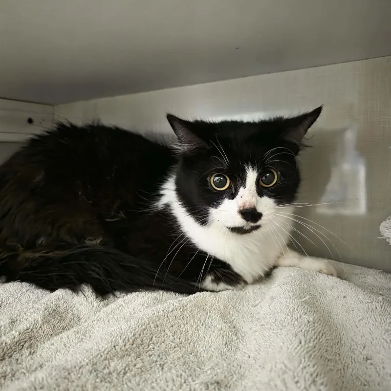 An adult medium-sized female Black Domestic Medium Hair cat named Miss Finster for adoption in Shippenville, PA