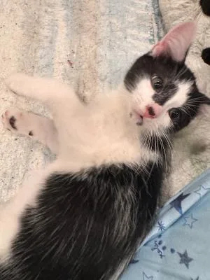 A baby medium-sized male Black & White / Tuxedo Domestic Short Hair cat named Jack Sparrow for adoption in Mokena, IL